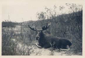  Kurische Nehrung, Elch im Bast II Куршская коса, лось, объедающий лыко, II