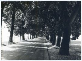  Masuren, Allee Мазуры, аллея