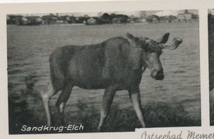 Sandkrug Stadtkr. Memel, Stadtkreis Memel Sandkrug Stadtkr. Memel, Elch Elche