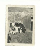 Eichhorn Kr. Treuburg, Kreis Insterburg Eichhorn Kr. Treuburg, Hof Weidekamm, Lotte Rudziak beim Melken 