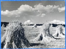  Samland, Ernte - Ostpreußische Landschaft Самбия, жатва — восточнопрусский пейзаж