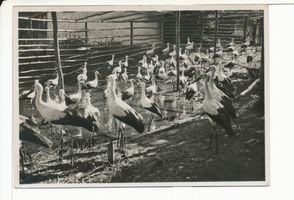Rossitten Kr. Samland, Kreis Samland Rossitten Kr. Samland, Vogelwarte, Versuchs-Störche im Flugraum vor der Freilassung 