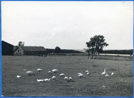  Samland, Landschaft Самбия, пейзаж