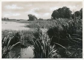  Spirdingsee, Schilfufer Шпирдингзее, тростниковый берег