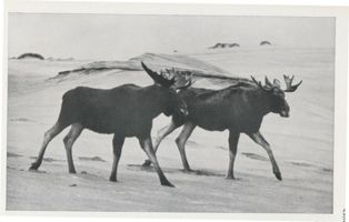  Kurische Nehrung, Elch Elk der Schaufler mit seinem Beihirsch Куршская коса, лось-лопатник «Эльк» со своим самцом-спутником